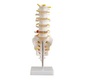 Unravel the mysteries of the human body and explore the mysteries of the skeleton - the human skeleton model helps you gain a deeper understanding of the body structure